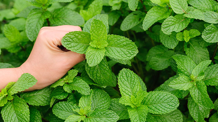 A hand holding mint leaves.