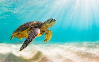 Sea Turtle in the Ocean