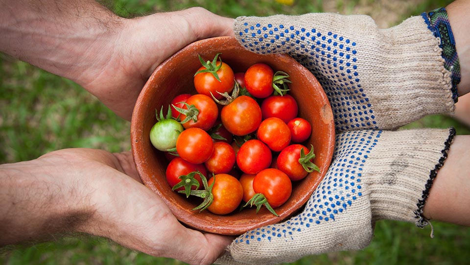 Two sets of hands holding a bowl of fresh tomatoes