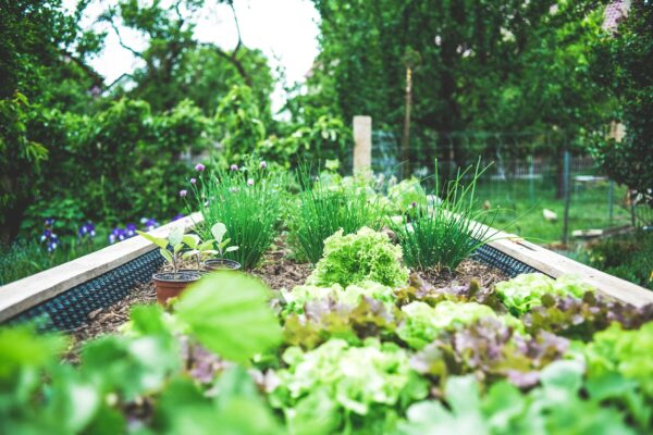 Sustainability - Backyard Garden